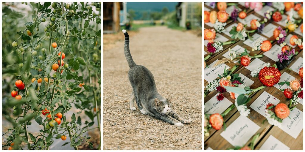 Teton Valley Wedding Victor Sweet Hollow Farm Organic vegetables