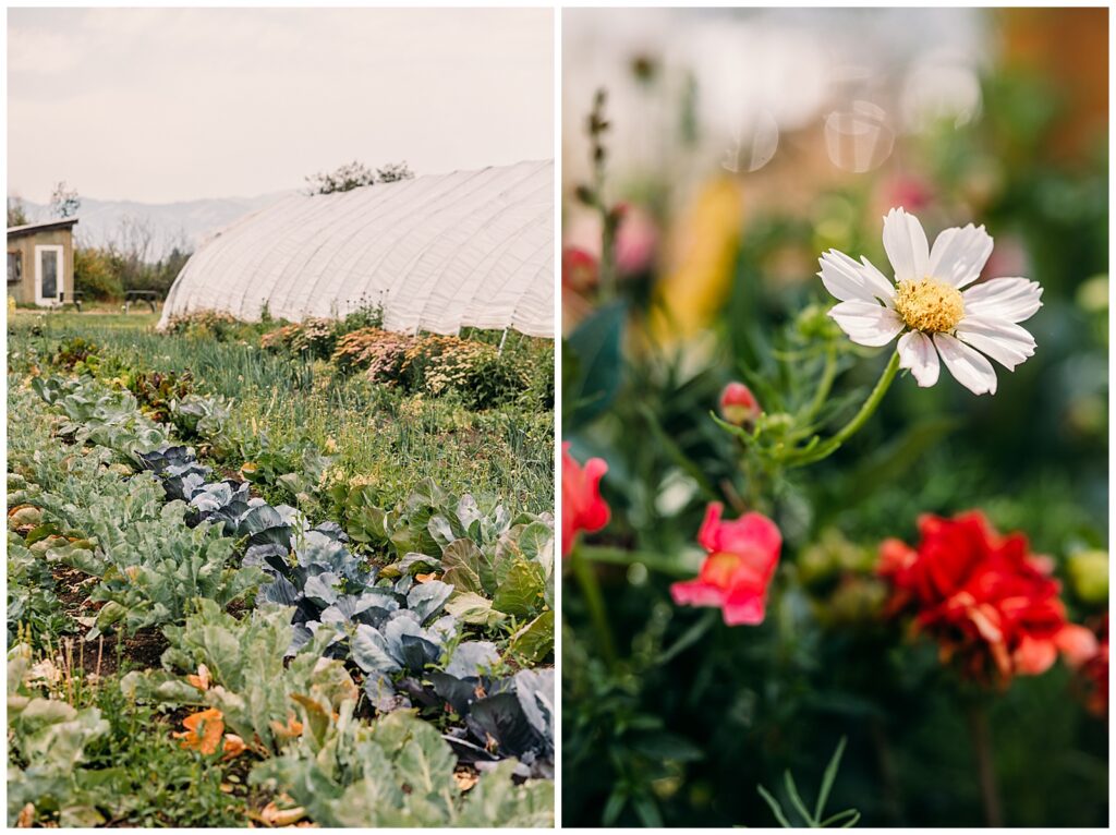 Teton Valley Wedding Victor Sweet Hollow Farm Organic vegetables